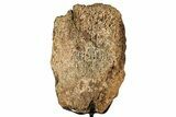 Fossil Triceratops Limb Section w/ Metal Stand - South Dakota #350617-2